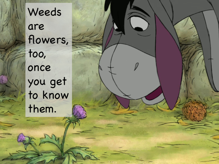Weeds are flowers, too, once you get to know them